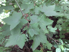 Ribes mandshuricum
