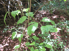 Clematis trichotoma