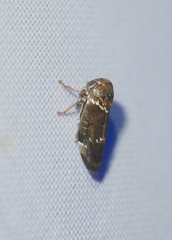 Idioscopus nitidulus