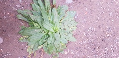 Plantago depressa