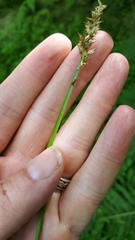 Carex stipata