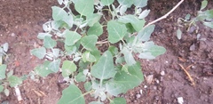 Chenopodium karoi