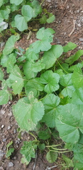 Malva verticillata