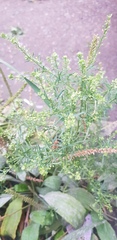 Lepidium ruderale