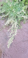 Artemisia sieversiana