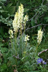 Pedicularis proboscidea