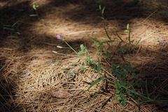 Stephanomeria lactucina