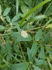 Phytomyza aquilegiae