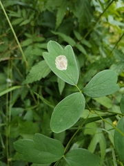 Phytomyza aquilegiae