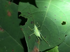 Nipponomeconema mutsuense