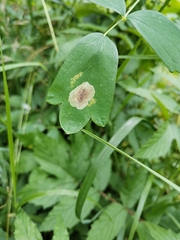 Phytomyza aquilegiae