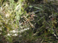 Fimbristylis cinnamometorum