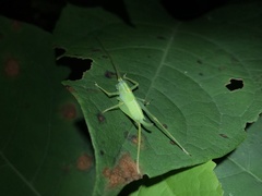 Nipponomeconema mutsuense