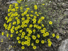 Potentilla subgorodkovii