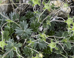 Potentilla subgorodkovii