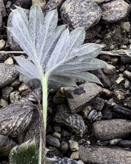 Potentilla subgorodkovii