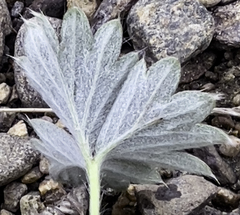 Potentilla subgorodkovii
