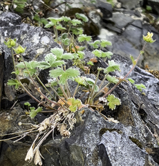 Potentilla subgorodkovii