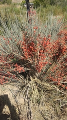 Ephedra intermedia