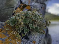 Potentilla subgorodkovii