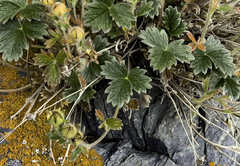 Potentilla subgorodkovii