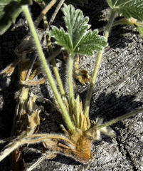 Potentilla subgorodkovii