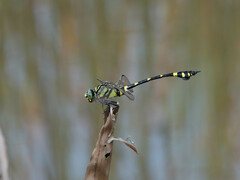 Ictinogomphus pertinax