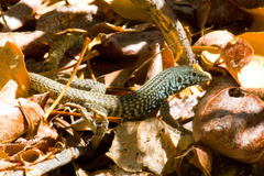 Aspidoscelis tigris tigris