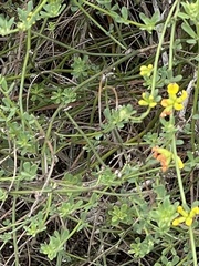 Acmispon junceus junceus