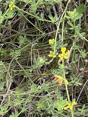 Acmispon junceus junceus