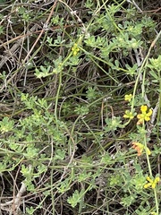 Acmispon junceus junceus