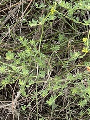 Acmispon junceus junceus