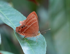 Abisara echerius
