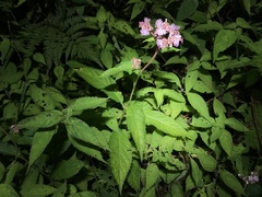Hydrangea alternifolia
