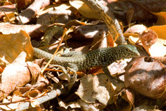 Aspidoscelis tigris tigris