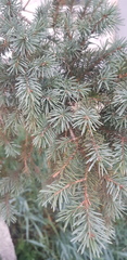 Picea obovata