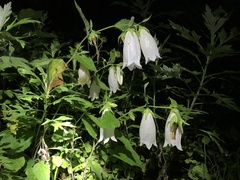 Campanula punctata punctata