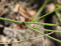 Tricoryne muricata