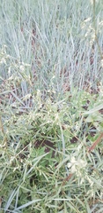 Artemisia sieversiana
