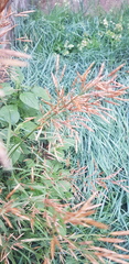 Bromus inermis