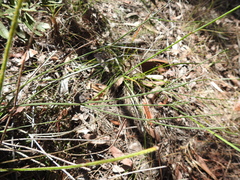 Tricoryne muricata