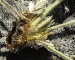 Potentilla subgorodkovii