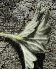 Potentilla subgorodkovii