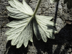 Potentilla subgorodkovii