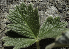Potentilla subgorodkovii