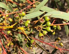 Eucalyptus socialis