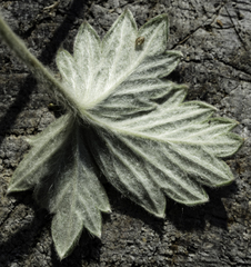 Potentilla subgorodkovii