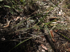 Tricoryne muricata