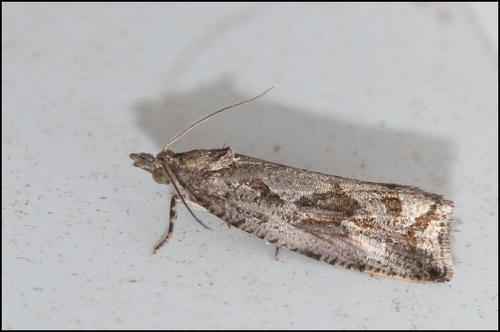 Blotched Marble (Endothenia quadrimaculana) · iNaturalist