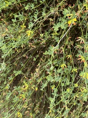 Acmispon junceus junceus